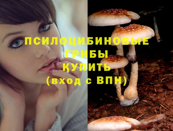 шишки Елизово